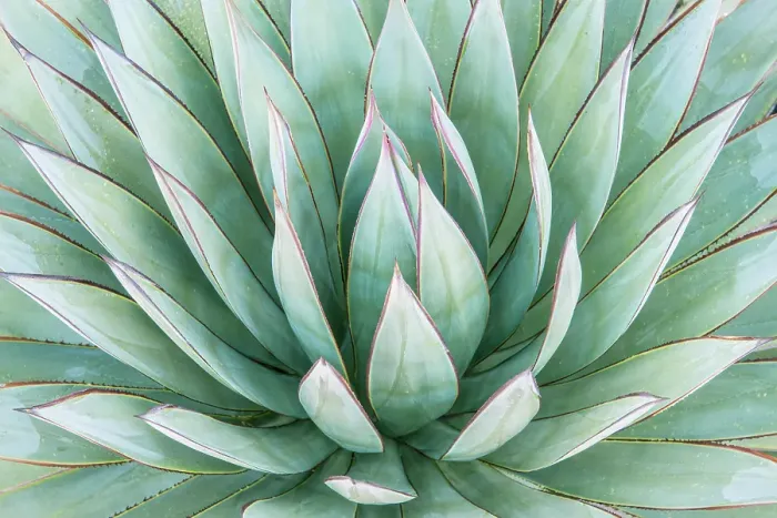Framed Print : Arizona, Tucson. Tucson Botanical Garden, agave Framed Print : Arizona, Tucson. Tucson Botanical Garden, agave