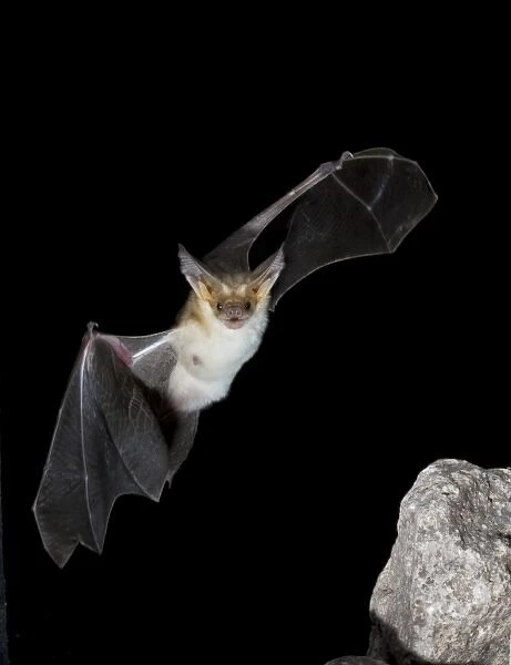 Arizona, USA, Pallid Bat, Antrozous pallidus. In flight, searching for ground-dwelling