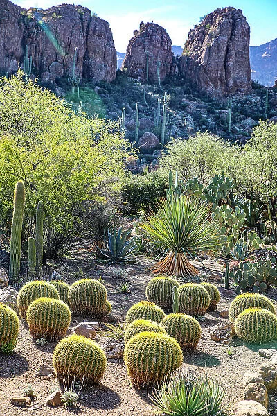 Arizona, USA. Saguaro Cactus