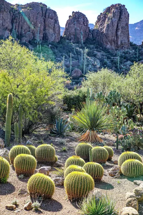 Framed Print : Arizona, USA. Saguaro Cactus