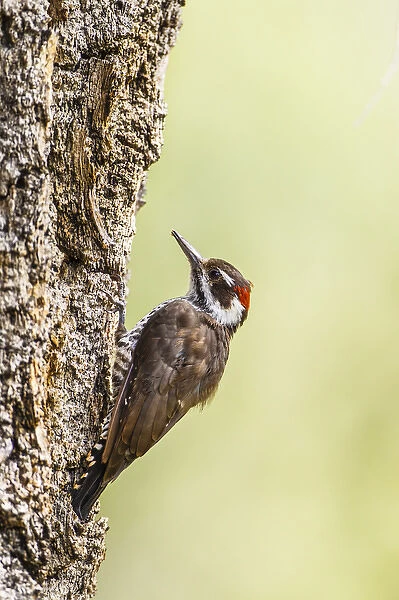 Arizona Woodpecker (Picoides arizonae) male on juniper tree