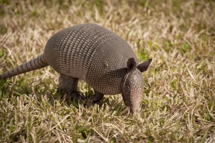 Framed Print : Armadillo, Merritt Island National Wildlife Refuge, Kennedy Space Center, Florida Framed Print : Armadillo, Merritt Island National Wildlife Refuge, Kennedy Space Center, Florida