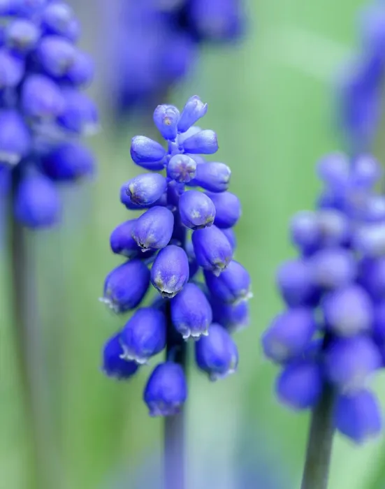 Framed Print : Armenian grape hyacinth. Germany