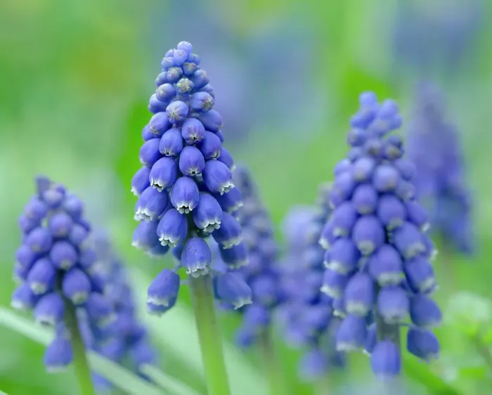 Framed Print : Armenian grape hyacinth. Germany