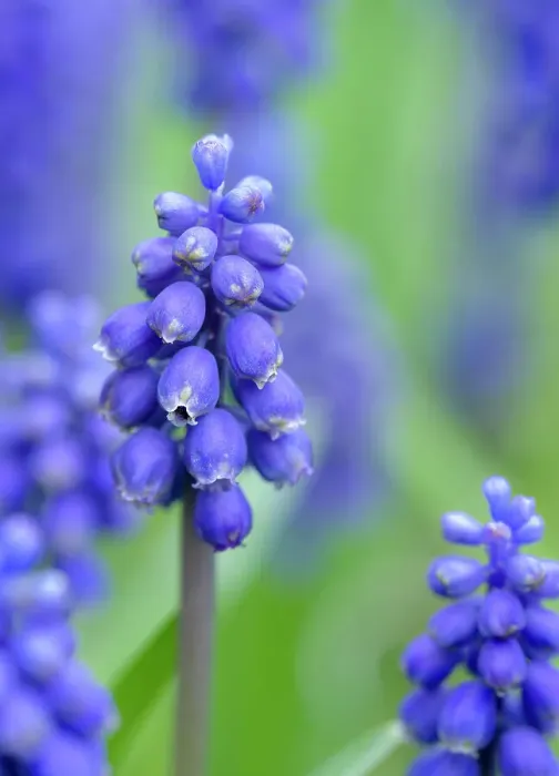 Framed Print : Armenian grape hyacinth. Germany