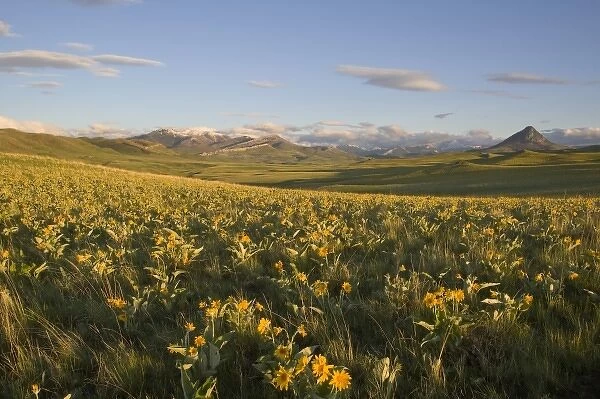 Arrowleaf balsamroot covers the foothills near Haystack Butte at the southern end