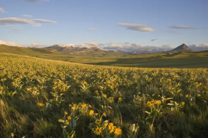 Framed Print : Arrowleaf balsamroot covers the foothills near Haystack Butte at the southern end