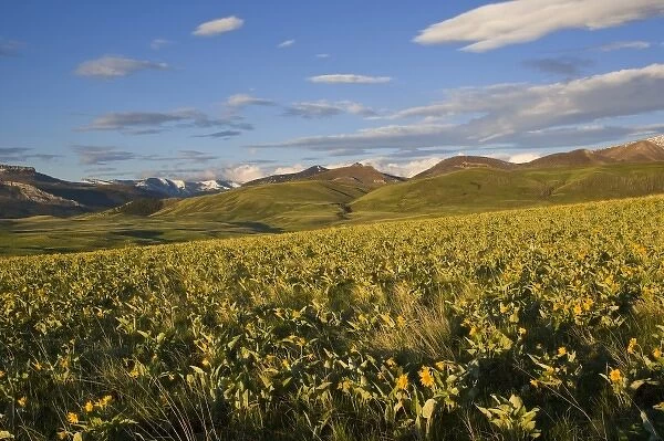 Arrowleaf balsamroot covers the prairie at the southern end of the Rocky Mountains