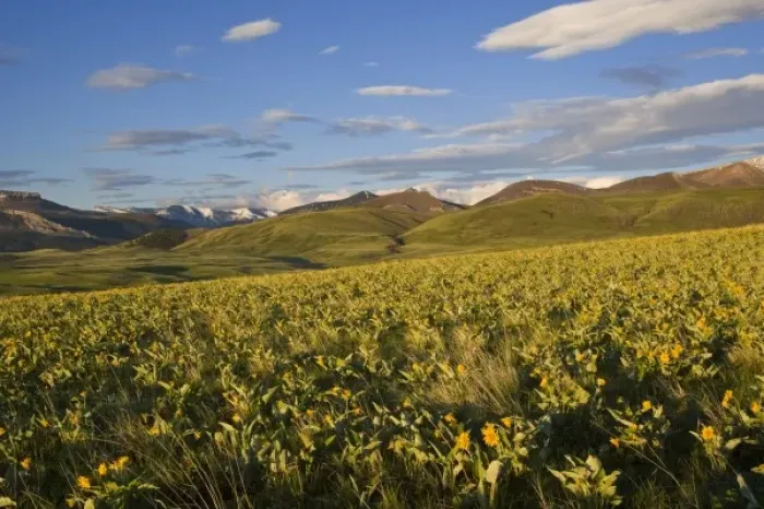 Framed Print : Arrowleaf balsamroot covers the prairie at the southern end of the Rocky Mountains
