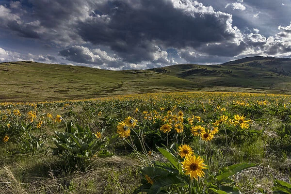 Arrowleaf balsamroot in the hills at the National Bison Range in Moiese, Montana, USA