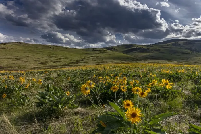Framed Print : Arrowleaf balsamroot in the hills at the National Bison Range in Moiese, Montana, USA