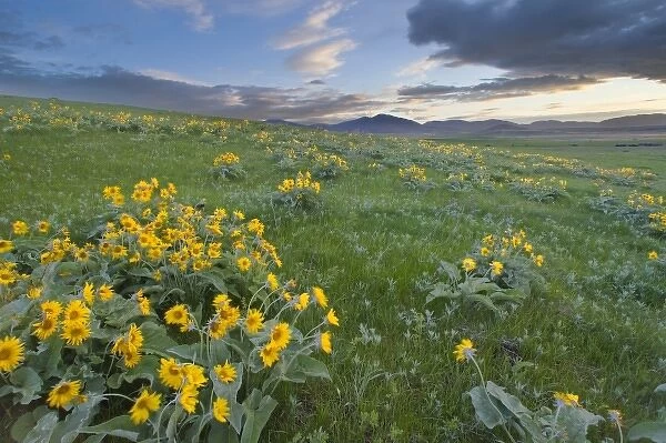 Arrowleaf balsamroot and morning sunrise along the east side of the Judith Mountain
