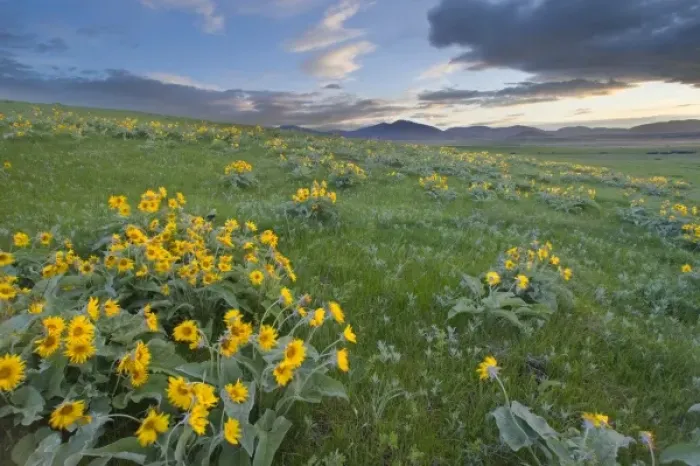 Framed Print : Arrowleaf balsamroot and morning sunrise along the east side of the Judith Mountain Framed Print : Arrowleaf balsamroot and morning sunrise along the east side of the Judith Mountain