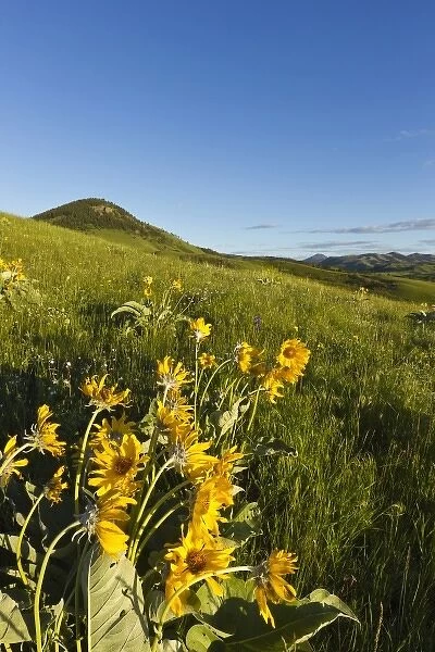 Arrowleaf balsamroot wildflowers in the Bears Paw Mountains near Havre, Montana, USA