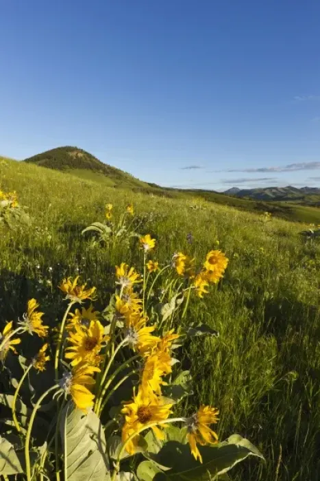 Framed Print : Arrowleaf balsamroot wildflowers in the Bears Paw Mountains near Havre, Montana, USA Framed Print : Arrowleaf balsamroot wildflowers in the Bears Paw Mountains near Havre, Montana, USA