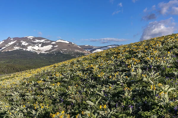 Arrowleaf balsamroot wildflowers along the Rocky Mountain Front near East Glacier