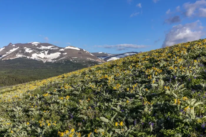 Framed Print : Arrowleaf balsamroot wildflowers along the Rocky Mountain Front near East Glacier Framed Print : Arrowleaf balsamroot wildflowers along the Rocky Mountain Front near East Glacier
