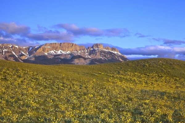 Arrowleaf balsamroot wildflowers and Sawtooth Ridge at first light at Sun River WMA near Augusta