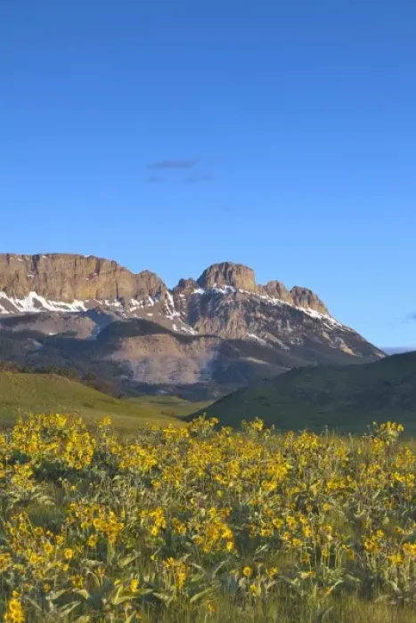 Framed Print : Arrowleaf balsamroot wildflowers and Sawtooth Ridge at first light at Sun River WMA near Augusta Framed Print : Arrowleaf balsamroot wildflowers and Sawtooth Ridge at first light at Sun River WMA near Augusta