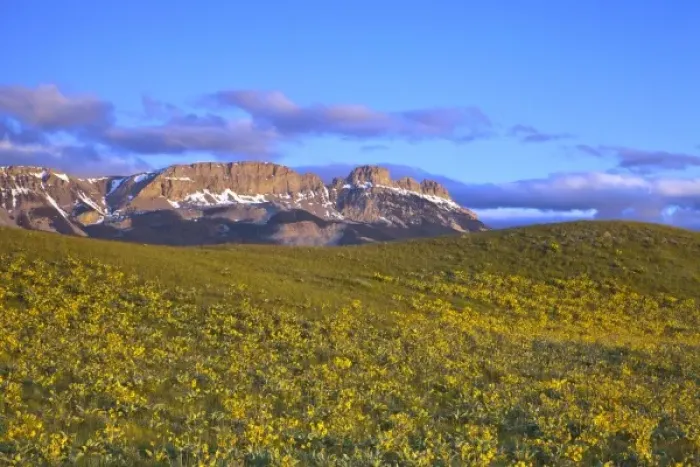 Framed Print : Arrowleaf balsamroot wildflowers and Sawtooth Ridge at first light at Sun River WMA near Augusta Framed Print : Arrowleaf balsamroot wildflowers and Sawtooth Ridge at first light at Sun River WMA near Augusta