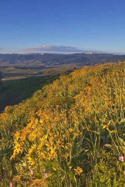 Arrowleaf balsamroot wildflowers and Union Peak in the Wind River Range near Dubois