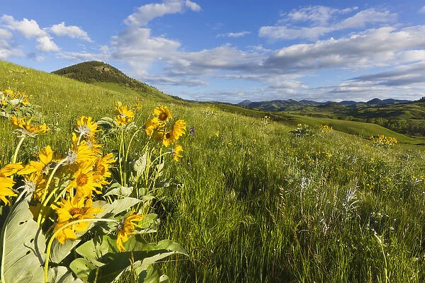 Arrowleaf balsomroot wildflowers in the Bears Paw Mountains near Havre, Montana, USA