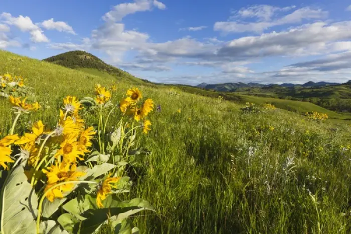 Framed Print : Arrowleaf balsomroot wildflowers in the Bears Paw Mountains near Havre, Montana, USA Framed Print : Arrowleaf balsomroot wildflowers in the Bears Paw Mountains near Havre, Montana, USA