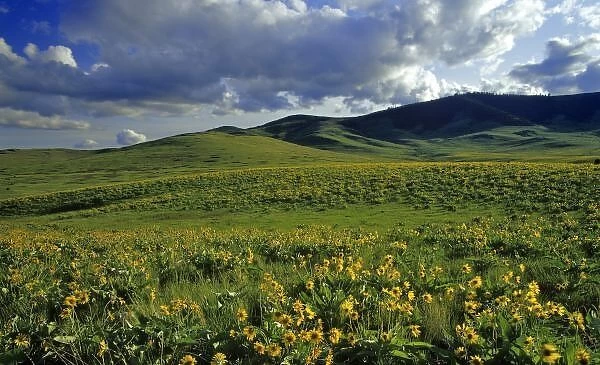 Arrowleaf balsomroot wildflowers with Bisin grazing at the National Bison Range in