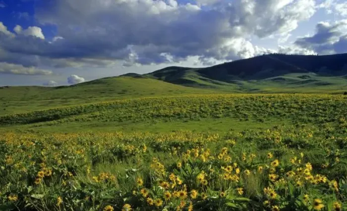 Framed Print : Arrowleaf balsomroot wildflowers with Bisin grazing at the National Bison Range in Framed Print : Arrowleaf balsomroot wildflowers with Bisin grazing at the National Bison Range in