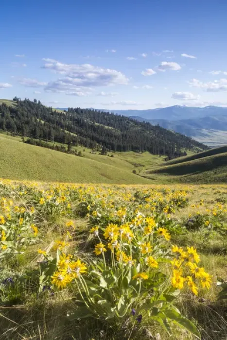 Framed Print : Arrowleaf balsomroot wildflowers in spring at the National Bison Range near Moiese Framed Print : Arrowleaf balsomroot wildflowers in spring at the National Bison Range near Moiese