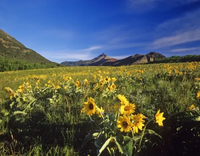 Framed Print : Arrowleaf balsomroot wildflowers in Waterton Lakes National Park in Alberta, Canada Framed Print : Arrowleaf balsomroot wildflowers in Waterton Lakes National Park in Alberta, Canada
