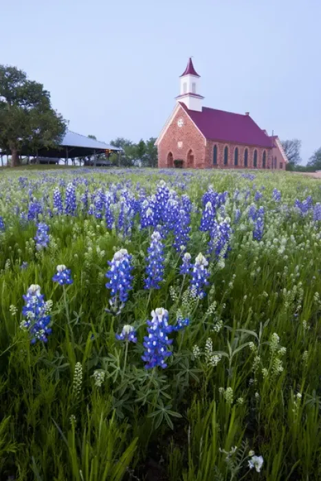 Framed Print : Art Methodist Church and bluebonnets near Mason, Texas