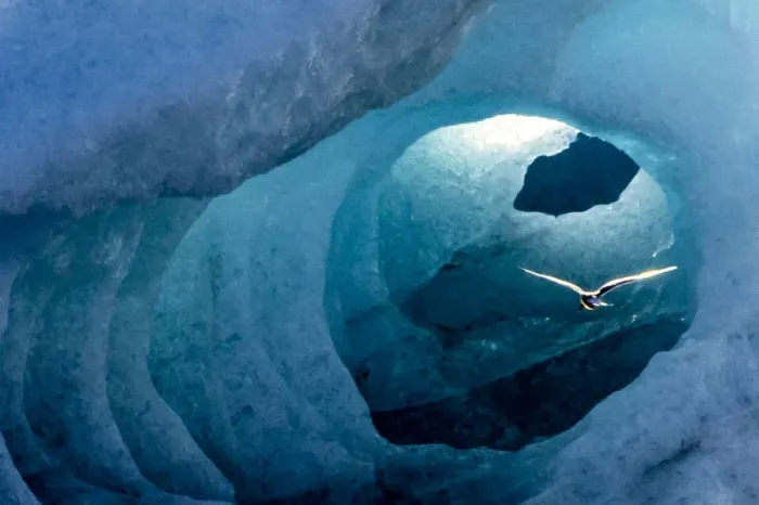 Framed Print : Artctic tern in an Ice Tunnel, Iceland Framed Print : Artctic tern in an Ice Tunnel, Iceland