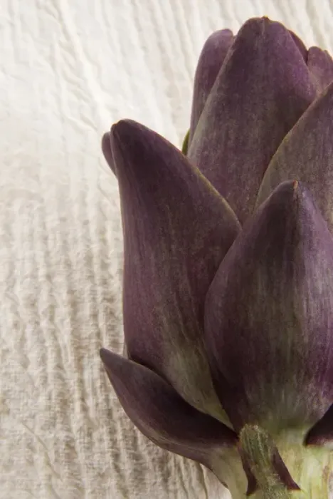 Framed Print : Artichoke