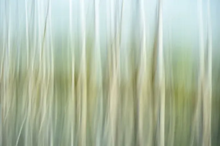 Framed Print : Artistic abstract of trees and reflections in water, Celery Bog wetlands, West Lafayette Framed Print : Artistic abstract of trees and reflections in water, Celery Bog wetlands, West Lafayette