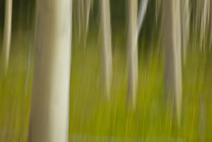 Framed Print : An artistic blur image of aspen trees Framed Print : An artistic blur image of aspen trees