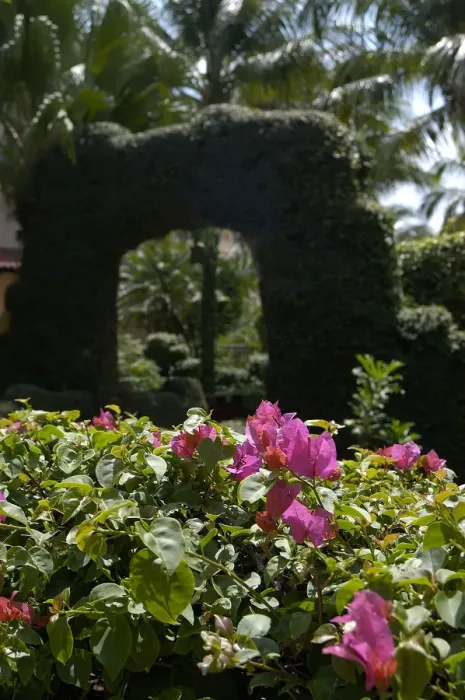 Framed Print : 01. Aruba, Palm Beach, archway and bouganvillea at Radisson Resort Framed Print : 01. Aruba, Palm Beach, archway and bouganvillea at Radisson Resort