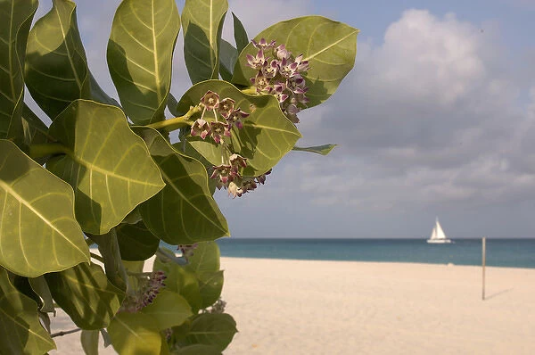 01. Aruba, Palm Beach, beach flower and sailboat in background