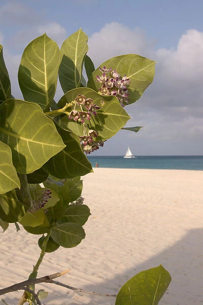 01. Aruba, Palm Beach, beach flower and sailboat in background
