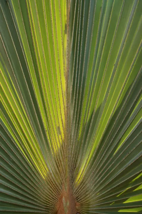 Framed Print : 01. Aruba, Palm Beach, palm tree at Radisson Resort