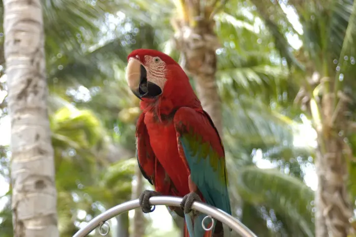 Framed Print : 01. Aruba, Palm Beach, parrot at Radisson Resort Framed Print : 01. Aruba, Palm Beach, parrot at Radisson Resort