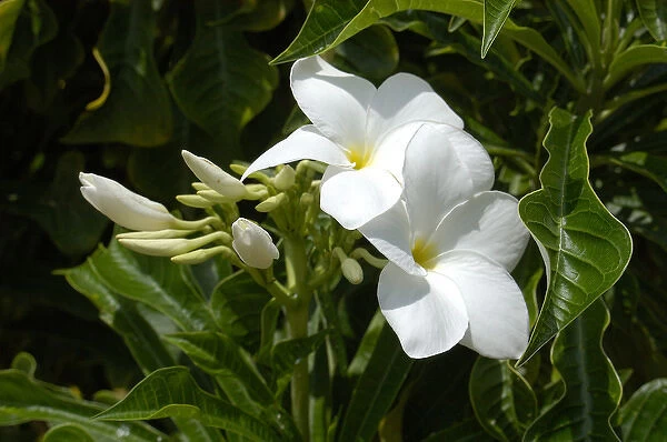 01. Aruba, Palm Beach, white flowers