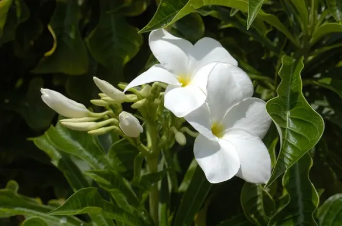 Framed Print : 01. Aruba, Palm Beach, white flowers
