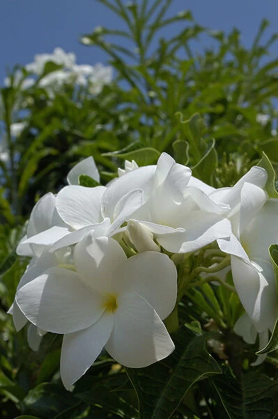 01. Aruba, Palm Beach, white flowers