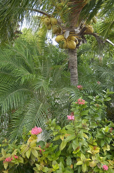 01. Aruba, Renaissance Island, Coconut tree