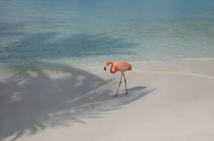 Framed Print : 01. Aruba, Renaissance Island, pink flamingo Framed Print : 01. Aruba, Renaissance Island, pink flamingo