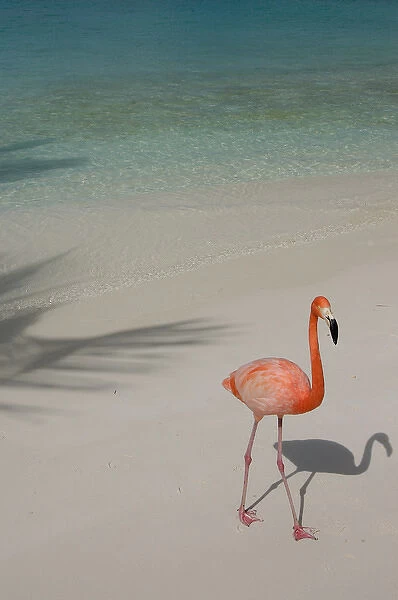01. Aruba, Renaissance Island, pink flamingo