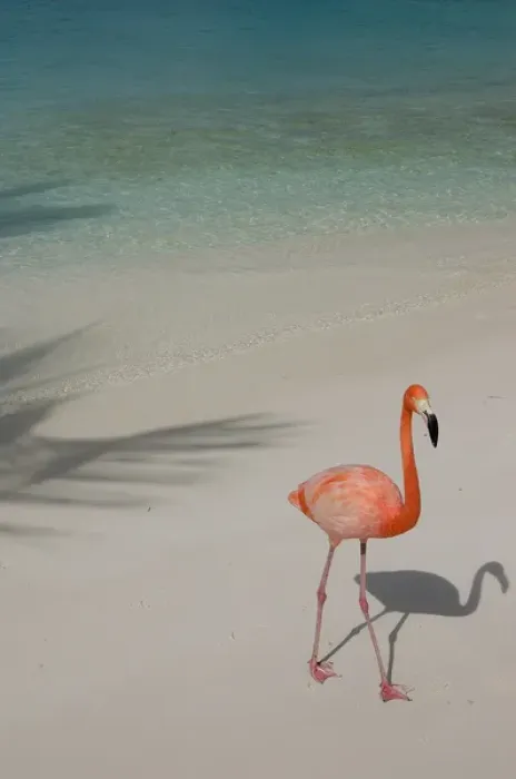 Framed Print : 01. Aruba, Renaissance Island, pink flamingo Framed Print : 01. Aruba, Renaissance Island, pink flamingo