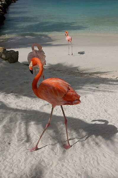 01. Aruba, Renaissance Island, pink flamingoes