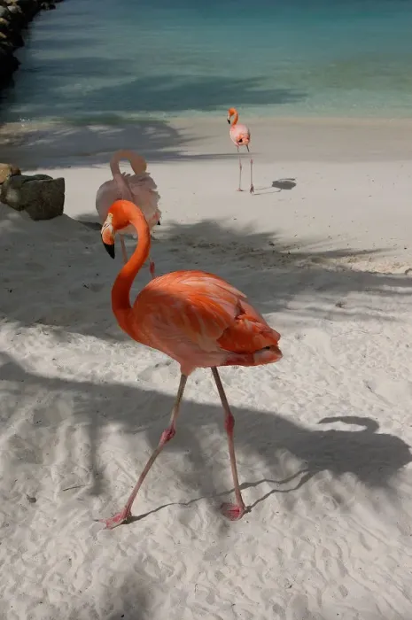 Framed Print : 01. Aruba, Renaissance Island, pink flamingoes Framed Print : 01. Aruba, Renaissance Island, pink flamingoes